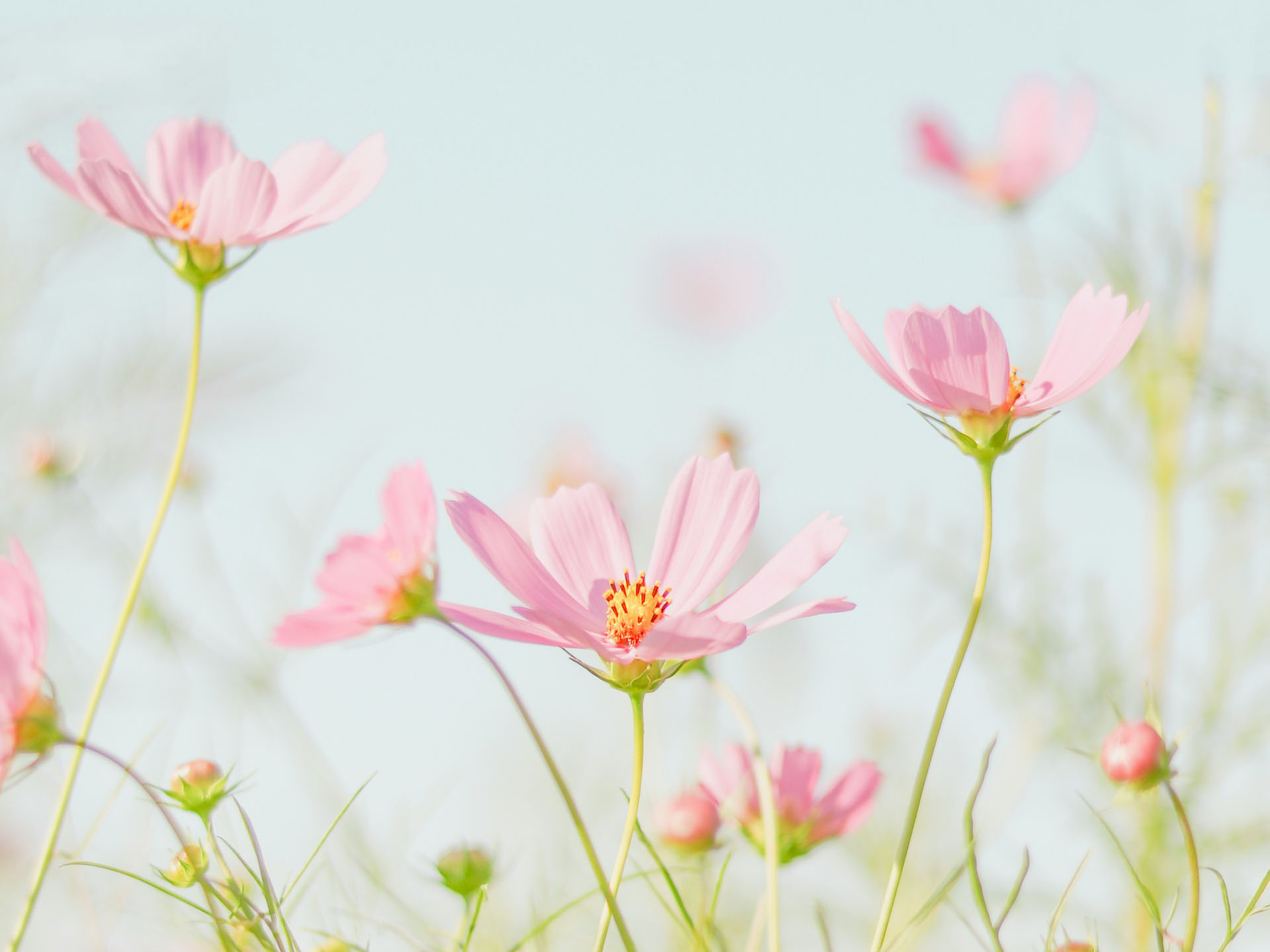 Georgian De L’Etoile Lowenstein Gallucci